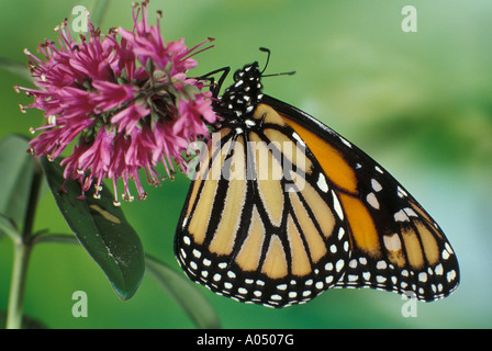 A Wanderer or Monarch Butterfly Danaus Plexippus feeding on a flower ...