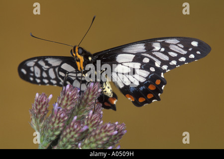 Dainty Swallowtail Papilio Anactus Stock Photo