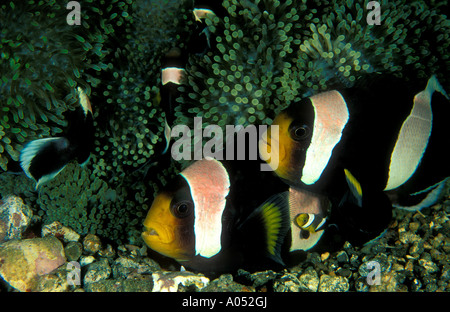 Clark anemone fish and juvenile, Amphiprion clarkii, Sulawesi Indonesia. Stock Photo