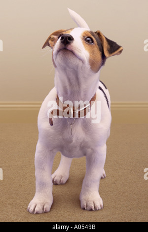 Jack Russell puppy Stock Photo