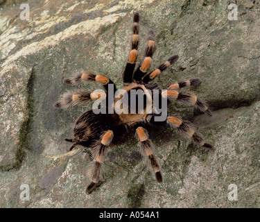 Mexican red kneed spider Stock Photo