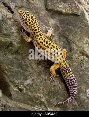 leopard gecko lizard on rock isolated on black Stock Photo - Alamy