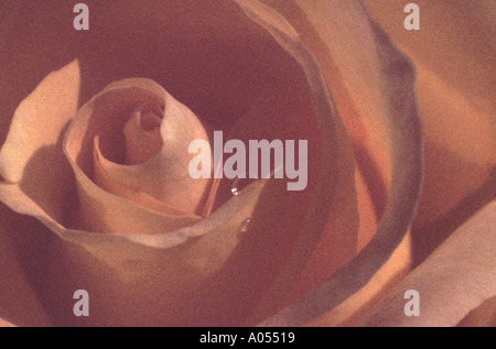 Orange Rose Close up Stock Photo