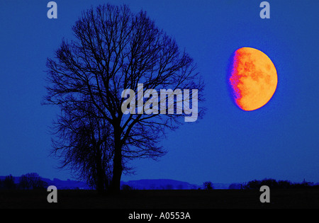 tree in late autumn without leaves oak oaktree leafless moon blue sky night moonlight Stock Photo