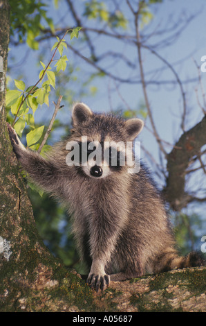 Young raccoon (Procyon lotor) sitting in bough of a tree holdingits' paw up on trunk and looking directly at viewer, Midwest USA Stock Photo