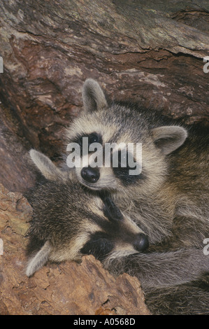 Two baby raccoons, Procyon lotor, curled up resting and cuddled together in old log, USA Stock Photo
