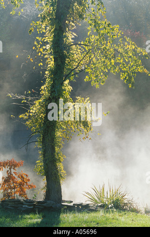 Early morning mist rises off pond by Slippery Elm and Sassafras trees in fall, Missouri USA Stock Photo