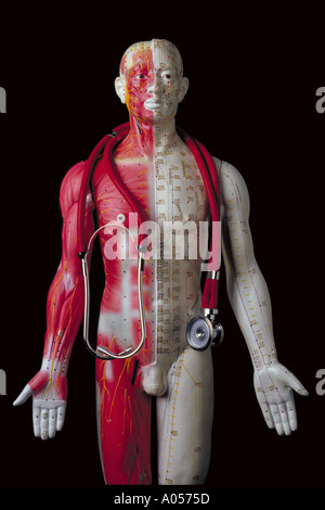 Acupuncture model with stethoscope Stock Photo