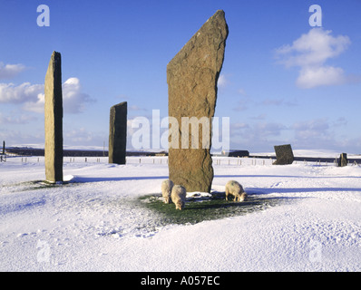 dh Stenness Standing Stones STENNESS ORKNEY Neolithic standing stones henge and sheep in snow Stock Photo