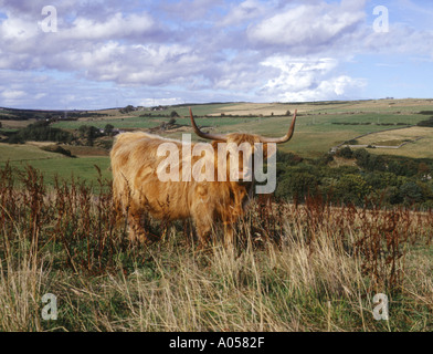 dh Highland cow COW UK Hill above Dunbeath Caithness scottish scotland cows highlands landscape Stock Photo