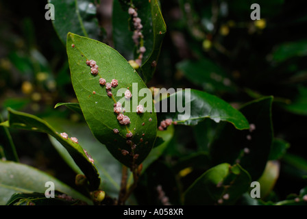 Scale Insect infestation on leaves of Bay Leaf Tree ( Laurus nobilis ) Stock Photo