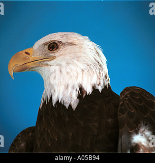 Bald eagle portrait Stock Photo
