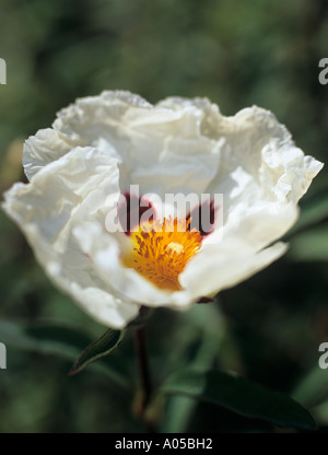 'SUN ROSE' Cistus x purpureus 'Alan Fradd' flower Stock Photo