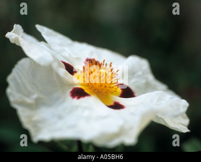 'SUN ROSE' Cistus x purpureus 'Alan Fradd' flower  UK Stock Photo