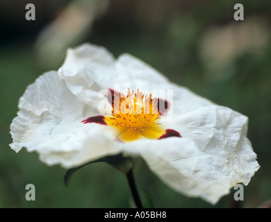 'SUN ROSE' Cistus x purpureus 'Alan Fradd' flower  UK Stock Photo