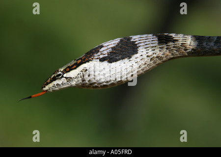 African Vine or Twig snake, South Africa. Thelotornis capensis Stock Photo
