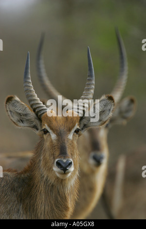 Two young male Common Waterbuck, Kruger Park, South Africa. Kobus ellipsiprymnus Stock Photo
