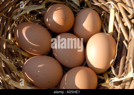 Put Putting all ones your eggs in the same basket Stock Photo