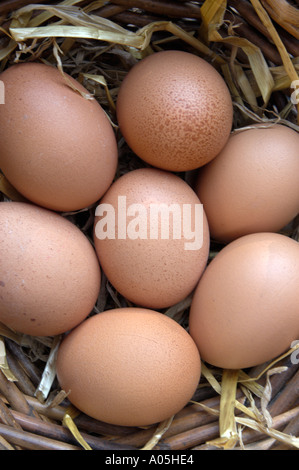 Put Putting all ones your eggs in the same basket Stock Photo