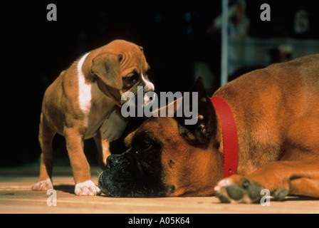 Large male Boxer dog laying down while his son a puppy looks at him Stock Photo