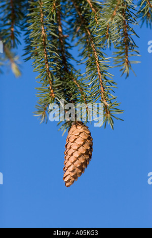 Isolated spruce  ( picea abies ) cone hanging from a branch , Finland Stock Photo