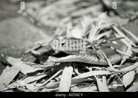 taipan snake in leaf litter Stock Photo