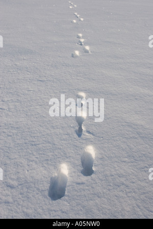 Set of fresh European mountain hare ( Lepus timidus ) tracks on snow , Finland Stock Photo
