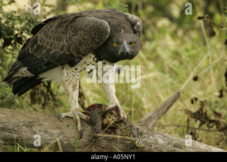 Martial Eagle, holding water monitor prey in talons Stock Photo