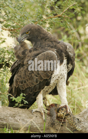 Martial Eagle preening its feathers, whilst holding onto water monitor prey, South Africa Stock Photo