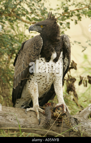 Martial Eagle with water monitor prey, South Africa Stock Photo