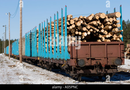 Railroad flatcars full of spruce ( picea abies )  logs , Finland Stock Photo