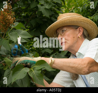 A woman tending to  her garden, pruning branches of a lilac bush. Stock Photo