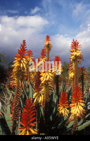 The Huntington Gardens and Library San Marino CA Aloes in bloom United States of America  North America Stock Photo