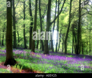 GB - OXFORDSHIRE: Bluebells at Lower Deans Wood Stock Photo