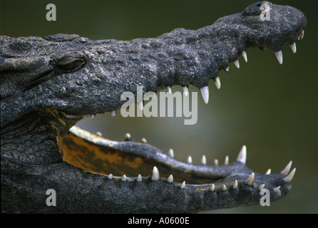 Crocodile Zimbabwe Stock Photo