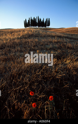 Clump of trees  Tuscany  Italy Stock Photo