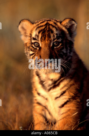 Bengal Tiger Cub in early morning sunlight Stock Photo