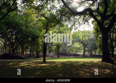 Elm trees and outcrop of Manhattan Schist, Central Park, New York Stock Photo