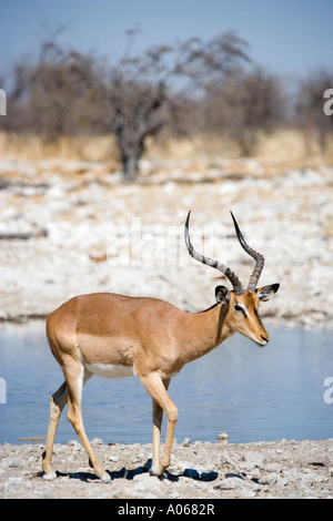 Black Faced Impala Etosha National Park Namibia Stock Photo