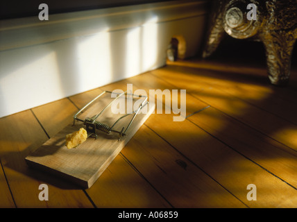 Rat Trap Stock Photo