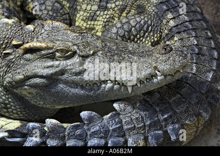 head of Siamese crocodile Stock Photo