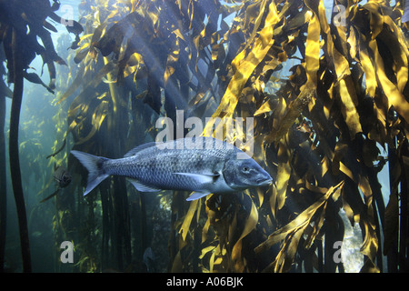 white steenbras swimming in giant kelp forest Stock Photo