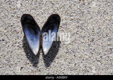 mussel shell on sandy beach Stock Photo