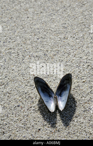 mussel shell on sandy beach Stock Photo