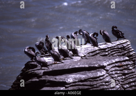 Shags resting on a limestone rock pillar at Dolomite Point, Punakaiki in the South Island of New Zealand Stock Photo