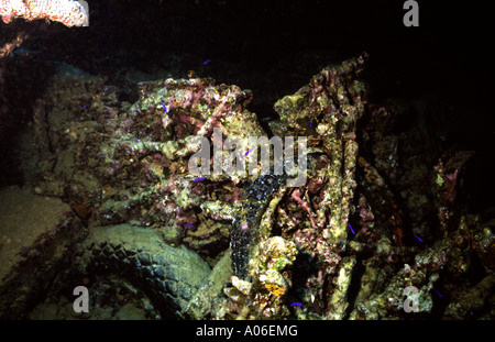 Egypt Underwater SS Thistlegorm coral encrusted wartime Norton motorcycles Stock Photo