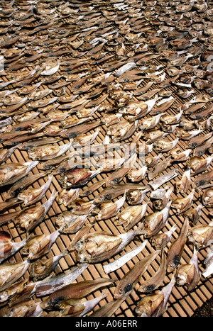 Fish Java Indonesia Fish drying Pangandaran Java Indonesia Stock Photo - Alamy