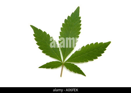 Cannabis or Marijuana leaf on a white studio background. Stock Photo