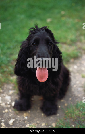 Young black cocker spaniel puppy sitting Stock Photo