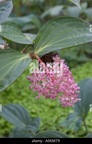 Melastomataceae medinilla magnifica flower Stock Photo